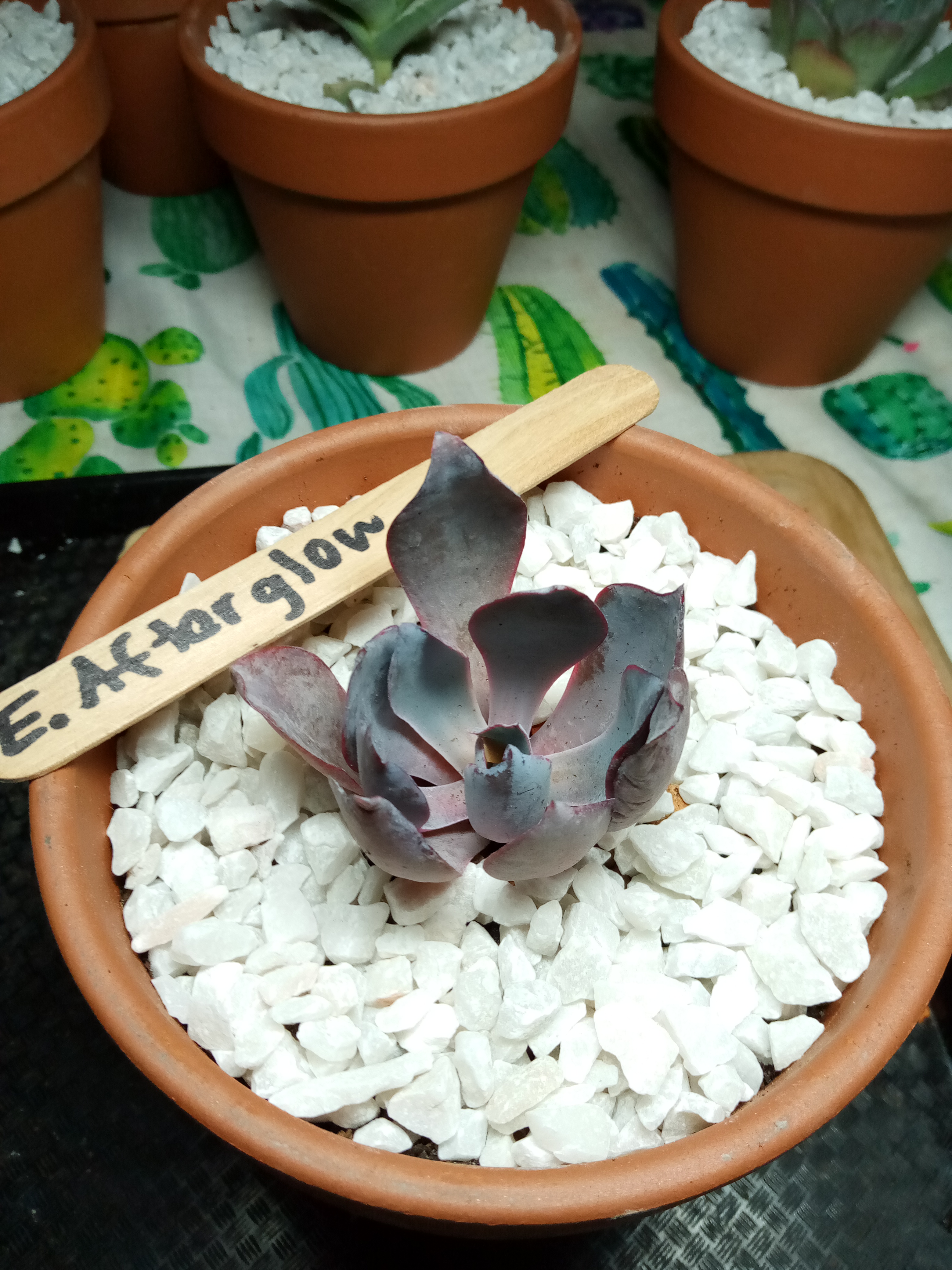 Echeveria Afterglow.jpg